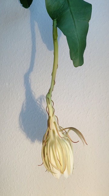 queen of the night cactus blooming Epiphyllum oxypetalum 10